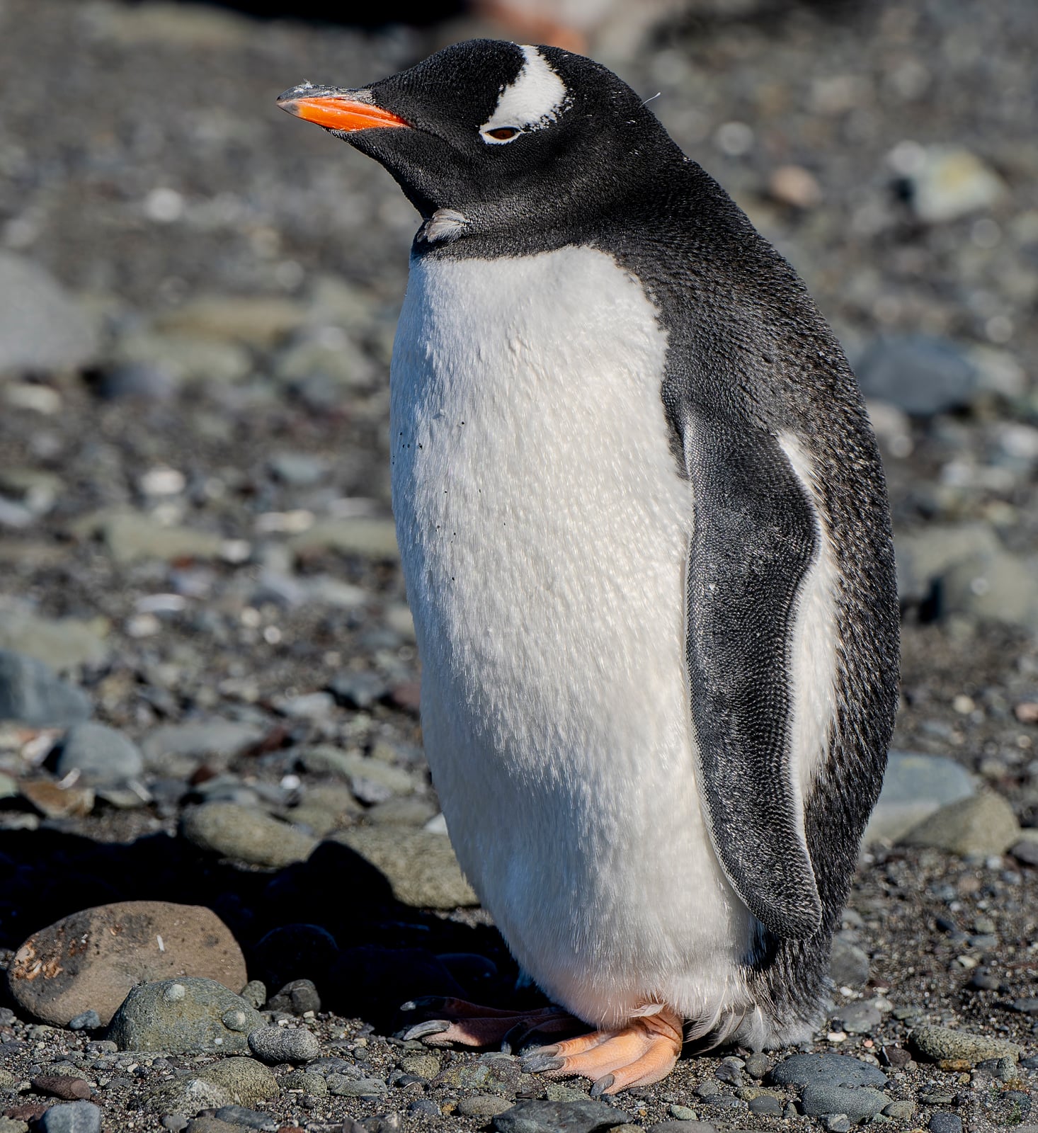 Gentoo Wanders