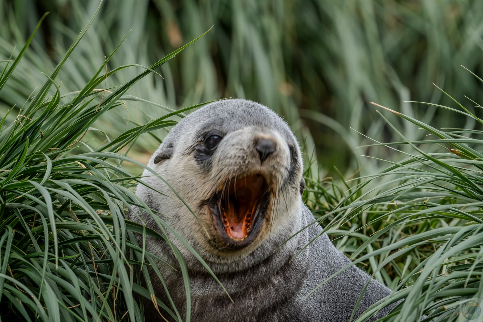 Seal Yawn