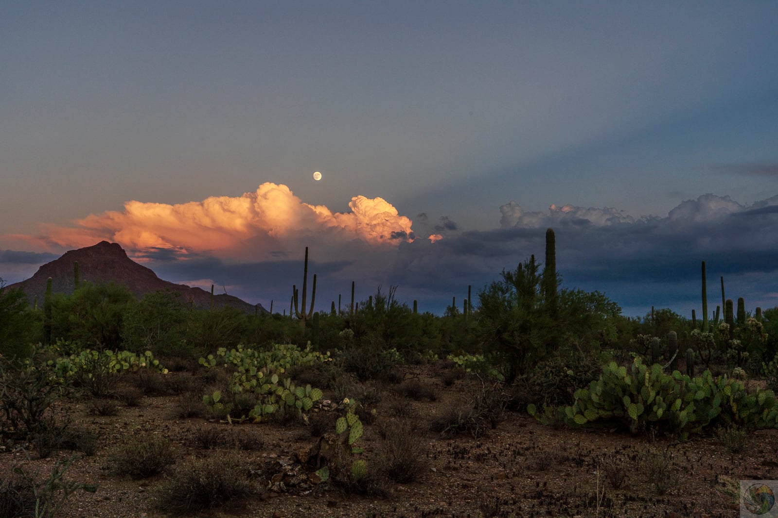 Saguaro Moonrise