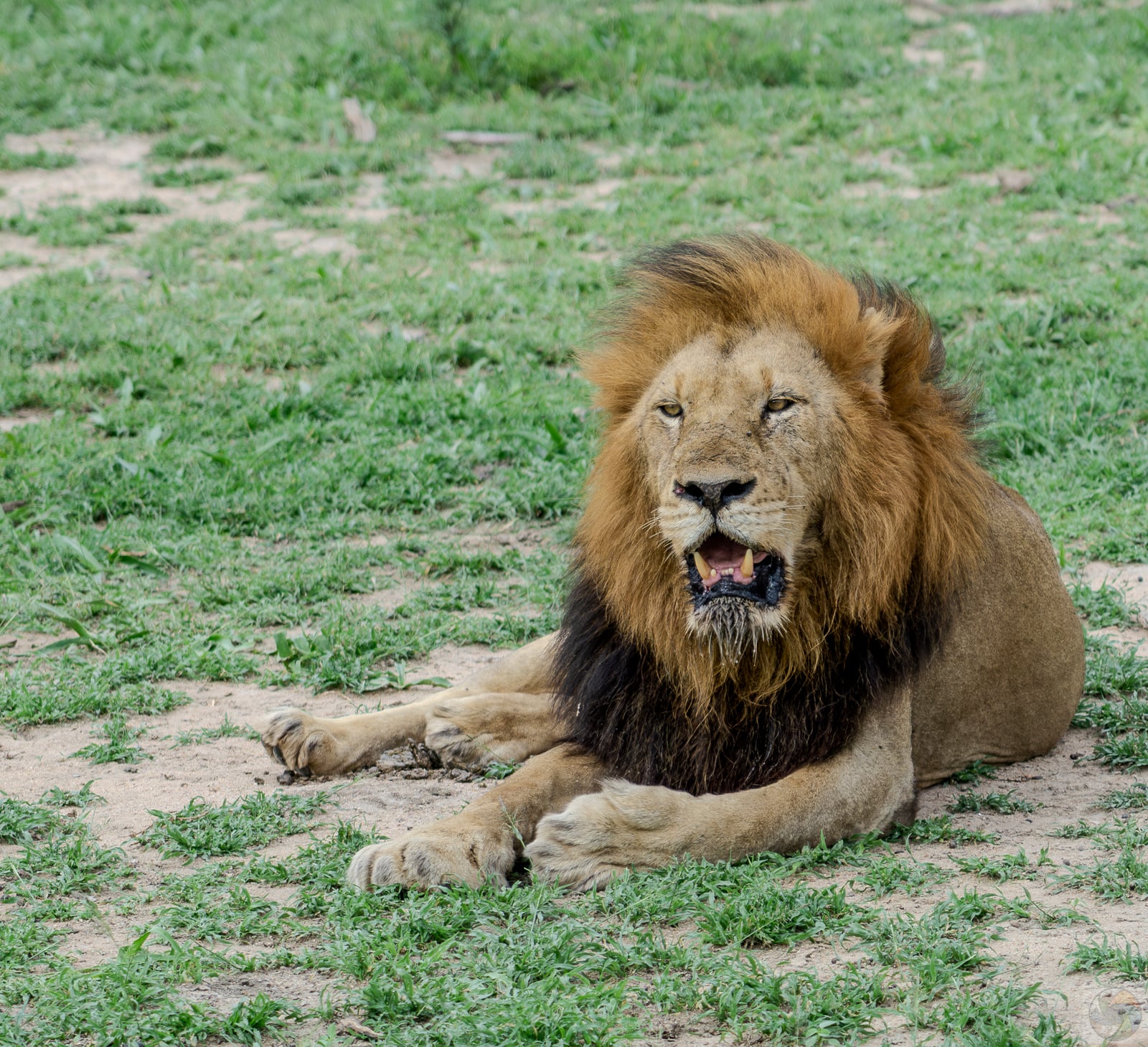 King of the Savannah