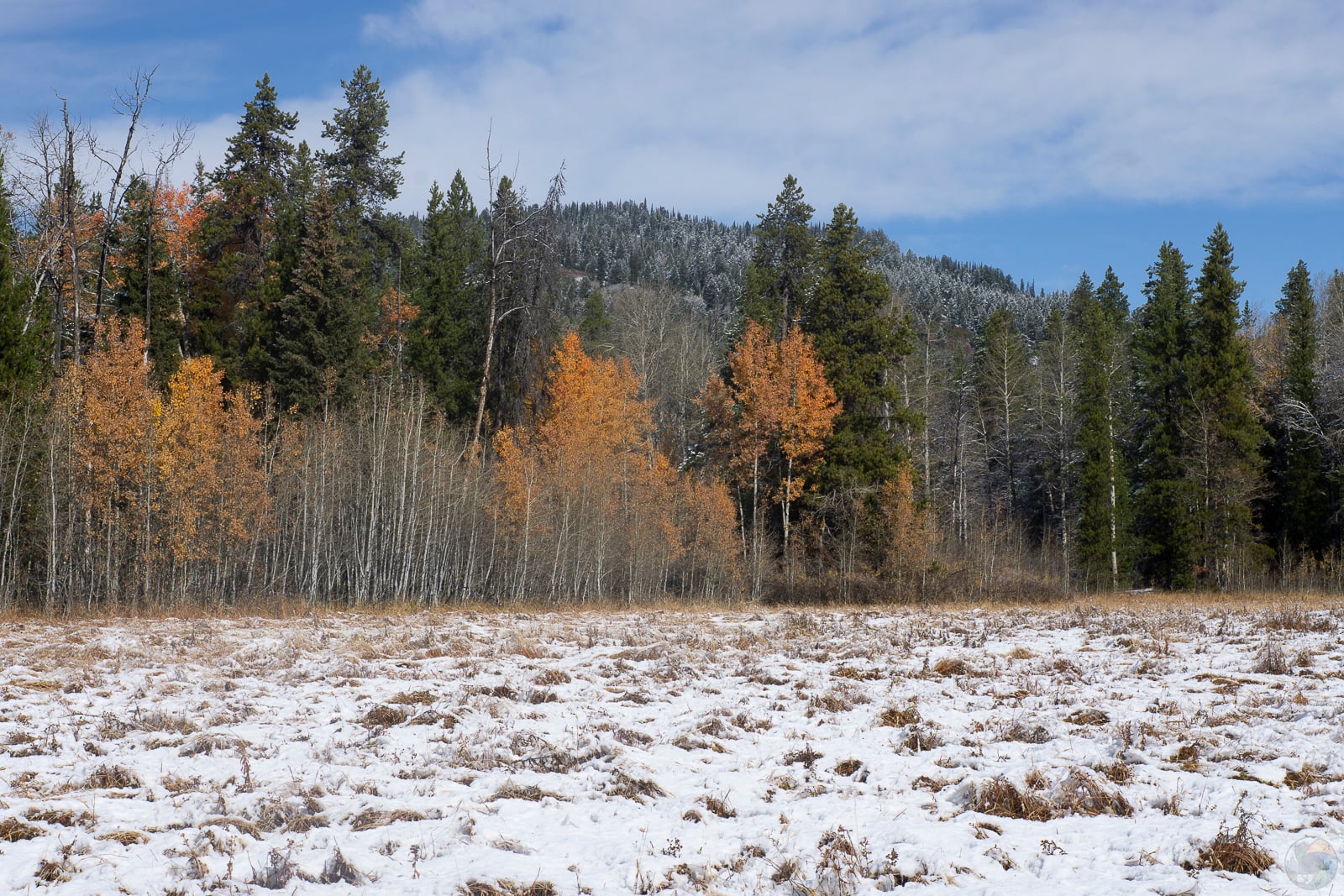 Winter Comes to Meadow
