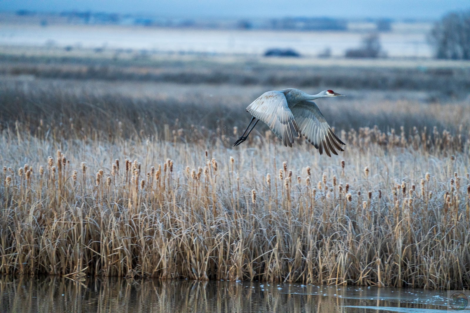 Sandhill Takeoff