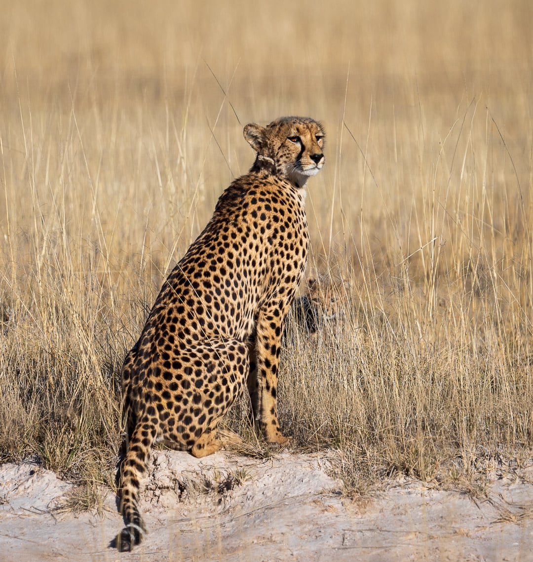 Mother Cheetah